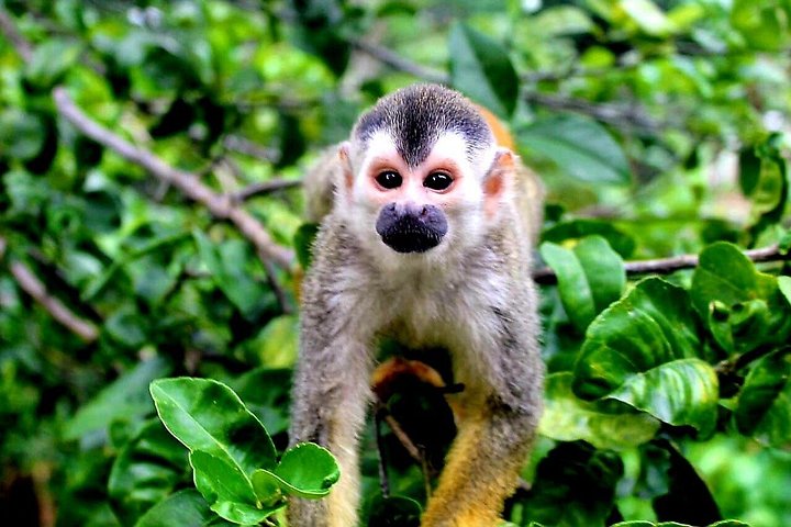 Guidet tur i Manuel Antonio Nationalpark, Costa Rica, med dyreliv og naturskønne udsigter, foto 17 | wizardtrip
