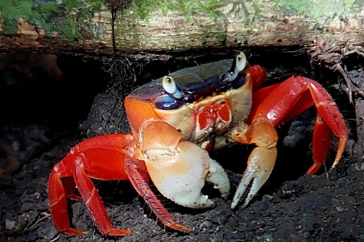 Guidet tur i Manuel Antonio Nationalpark, Costa Rica, med dyreliv og naturskønne udsigter, foto 18 | wizardtrip
