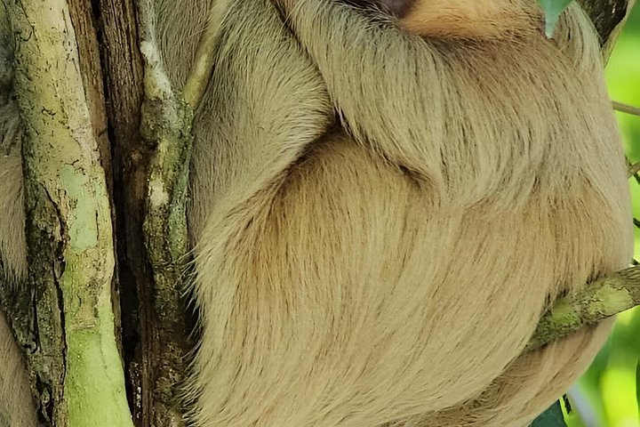Guidet tur i Manuel Antonio Nationalpark, Costa Rica, med dyreliv og naturskønne udsigter, foto 19 | wizardtrip