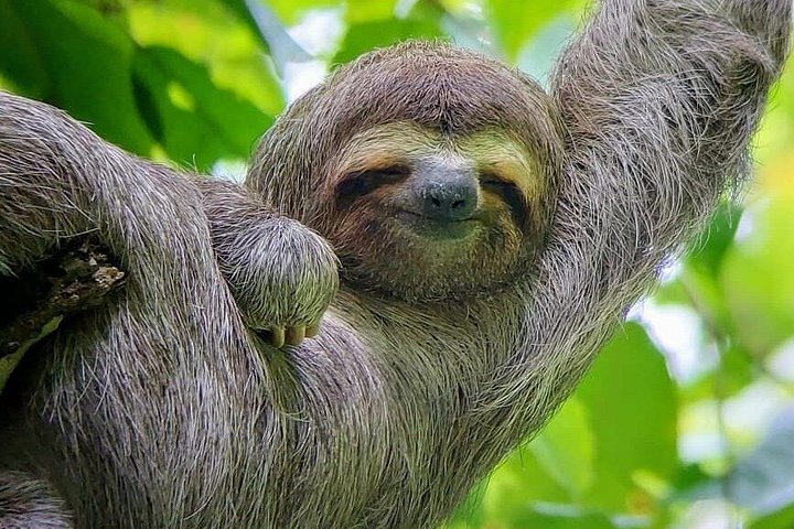 Guidet tur i Manuel Antonio Nationalpark, Costa Rica, med dyreliv og naturskønne udsigter, foto 20 | wizardtrip