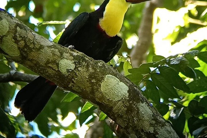 Guidet tur i Manuel Antonio Nationalpark, Costa Rica, med dyreliv og naturskønne udsigter, foto 21 | wizardtrip