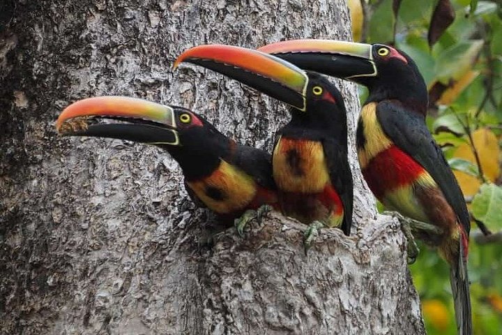 Guidet tur i Manuel Antonio Nationalpark, Costa Rica, med dyreliv og naturskønne udsigter, foto 22 | wizardtrip