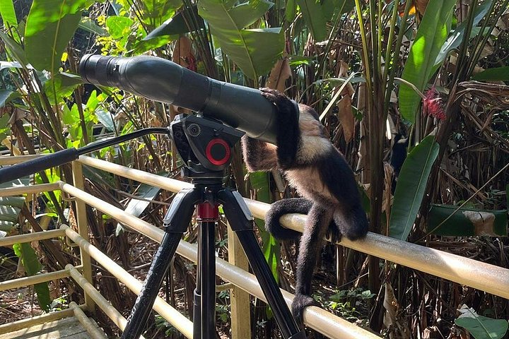 Guidet tur i Manuel Antonio Nationalpark, Costa Rica, med dyreliv og naturskønne udsigter, foto 23 | wizardtrip