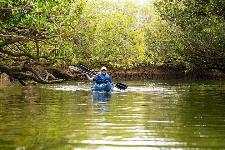 Excursion en kayak dans le sanctuaire des dauphins à Adélaïde | wizardtrip