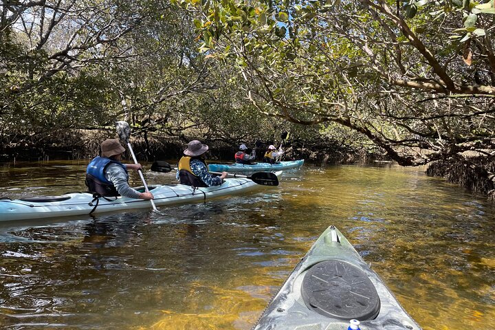 Guidet kajaktur i Adelaides Dolphin Sanctuary, der udforsker mangroves og dyreliv, foto 6 | wizardtrip