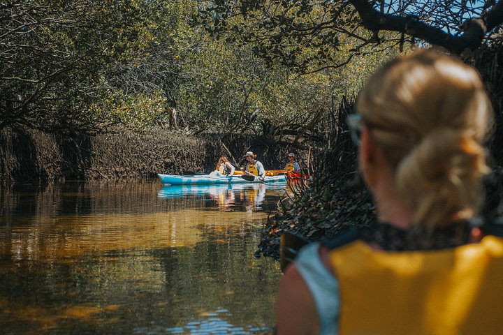 Guidet kajaktur i Adelaides Dolphin Sanctuary, der udforsker mangroves og dyreliv, foto 7 | wizardtrip