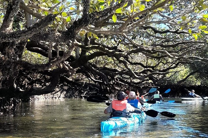 Guidet kajaktur i Adelaides Dolphin Sanctuary, der udforsker mangroves og dyreliv, foto 8 | wizardtrip