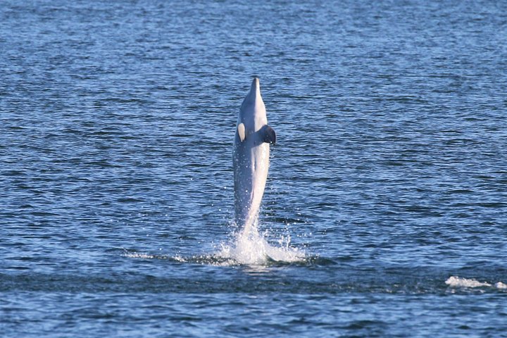 Guidet kajaktur i Adelaides Dolphin Sanctuary, der udforsker mangroves og dyreliv, foto 10 | wizardtrip