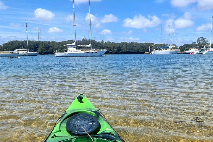Guidet kajaktur i Adelaides Dolphin Sanctuary, der udforsker mangroves og dyreliv, foto 11 | wizardtrip