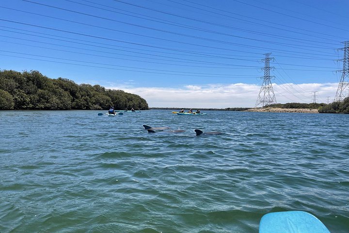 Guidet kajaktur i Adelaides Dolphin Sanctuary, der udforsker mangroves og dyreliv, foto 12 | wizardtrip