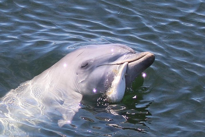 Guidet kajaktur i Adelaides Dolphin Sanctuary, der udforsker mangroves og dyreliv, foto 14 | wizardtrip