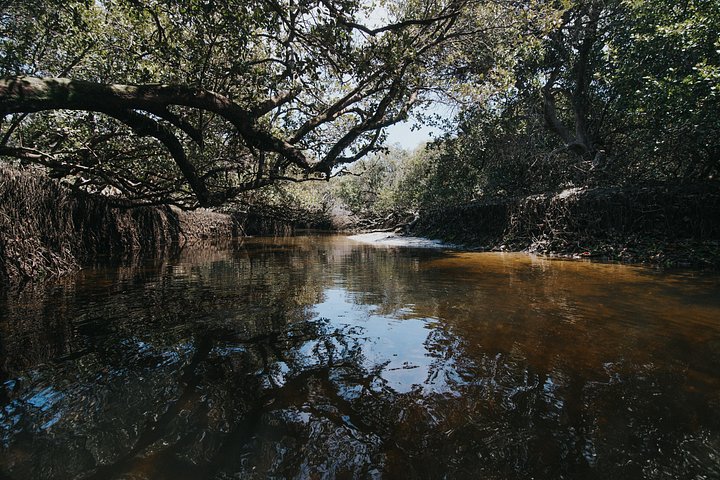 Guidet kajaktur i Adelaides Dolphin Sanctuary, der udforsker mangroves og dyreliv, foto 15 | wizardtrip