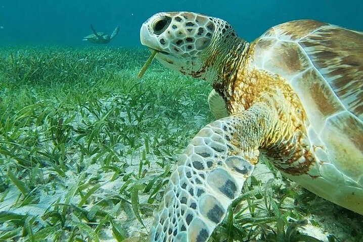 ベリーズでの終日シュノーケリングツアー。海洋生物、島々、ボートトリップが特徴です、写真7 | wizardtrip