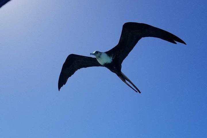 ベリーズでの終日シュノーケリングツアー。海洋生物、島々、ボートトリップが特徴です、写真13 | wizardtrip