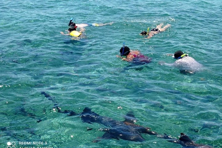 ベリーズでの終日シュノーケリングツアー。海洋生物、島々、ボートトリップが特徴です、写真18 | wizardtrip