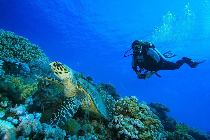 Beginner duikcursus in Phuket, Thailand, verkenning van onderwaterleven, foto 8 | wizardtrip