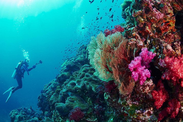 Beginner duikcursus in Phuket, Thailand, verkenning van onderwaterleven, foto 9 | wizardtrip