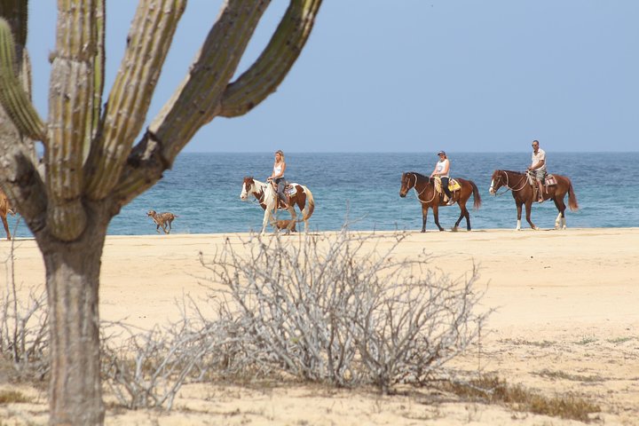 Ridetur langs kysten og ørkenstier i Cabo San Lucas, Mexico, foto 6 | wizardtrip