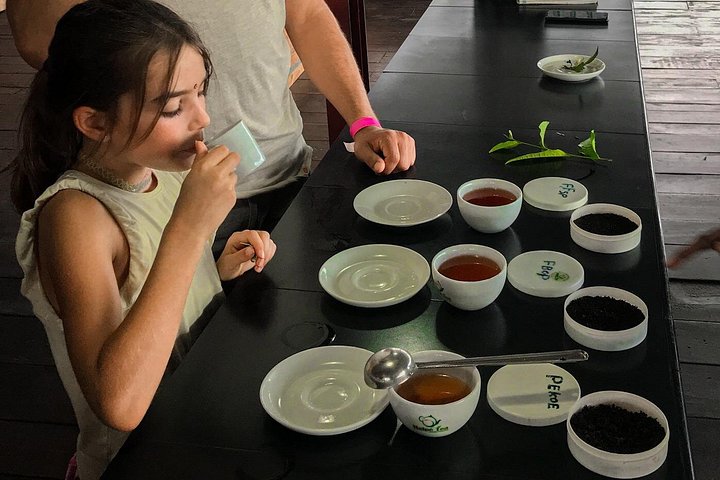 Visite a Fábrica de Chá Halpewatte em Ella, Sri Lanka, e aprenda sobre a produção de chá, foto 8 | wizardtrip