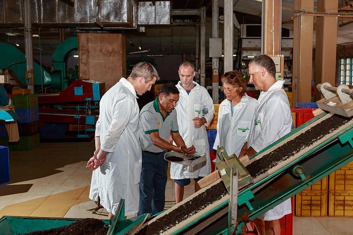 Visite a Fábrica de Chá Halpewatte em Ella, Sri Lanka, e aprenda sobre a produção de chá, foto 9 | wizardtrip