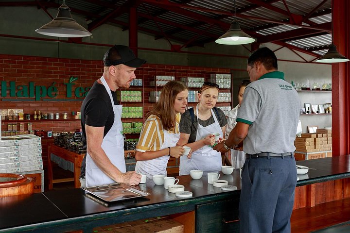 Visite a Fábrica de Chá Halpewatte em Ella, Sri Lanka, e aprenda sobre a produção de chá, foto 10 | wizardtrip