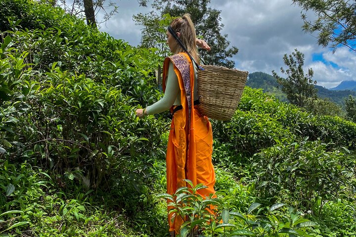 Tur på en teplantage i Ella, Sri Lanka, inklusive teplockning och provsmakning, foto 6 | wizardtrip