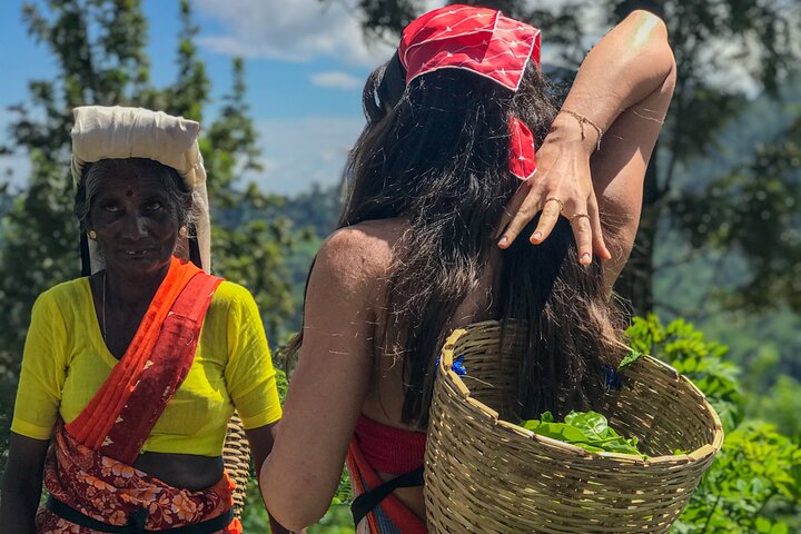 Tur på en teplantage i Ella, Sri Lanka, inklusive teplockning och provsmakning, foto 7 | wizardtrip