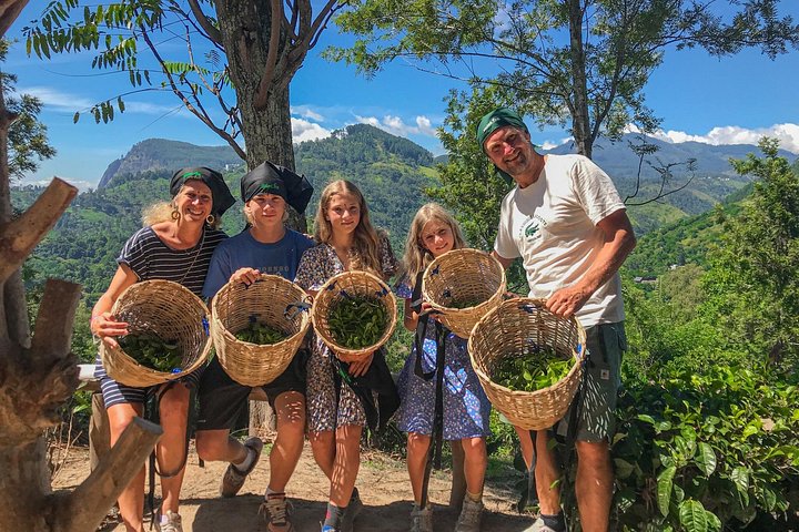 Tur på en teplantage i Ella, Sri Lanka, inklusive teplockning och provsmakning, foto 8 | wizardtrip