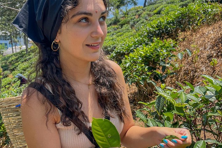 Tur på en teplantage i Ella, Sri Lanka, inklusive teplockning och provsmakning, foto 9 | wizardtrip