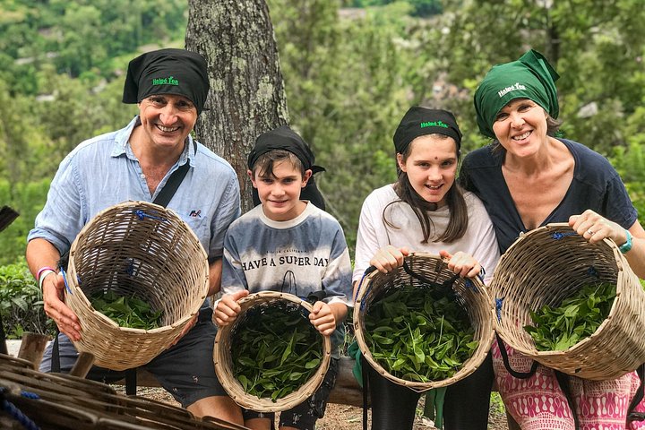 Tur på en teplantage i Ella, Sri Lanka, inklusive teplockning och provsmakning, foto 10 | wizardtrip