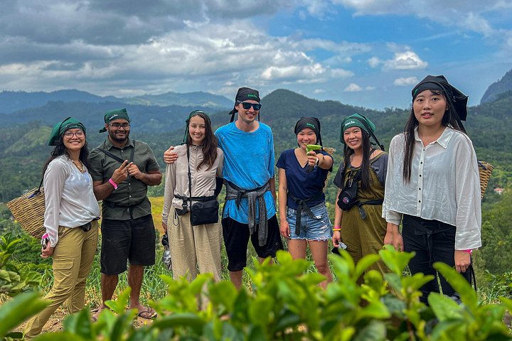 Tur på en teplantage i Ella, Sri Lanka, inklusive teplockning och provsmakning, foto 12 | wizardtrip