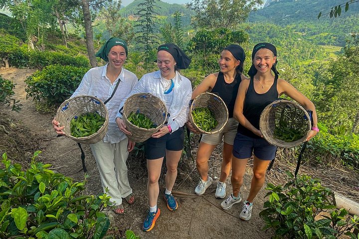 Tur på en teplantage i Ella, Sri Lanka, inklusive teplockning och provsmakning, foto 13 | wizardtrip