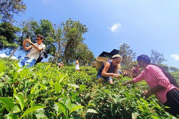 Tur på en teplantage i Ella, Sri Lanka, inklusive teplockning och provsmakning, foto 15 | wizardtrip