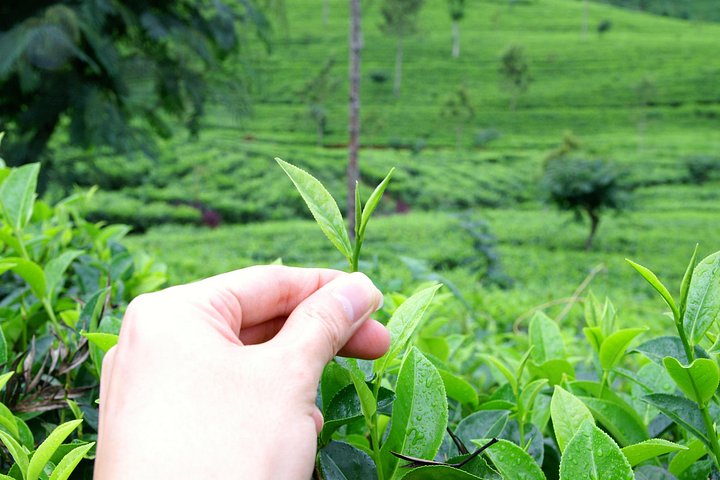 Tur på en teplantage i Ella, Sri Lanka, inklusive teplockning och provsmakning, foto 16 | wizardtrip