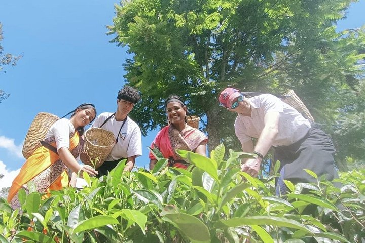 Tur på en teplantage i Ella, Sri Lanka, inklusive teplockning och provsmakning, foto 17 | wizardtrip