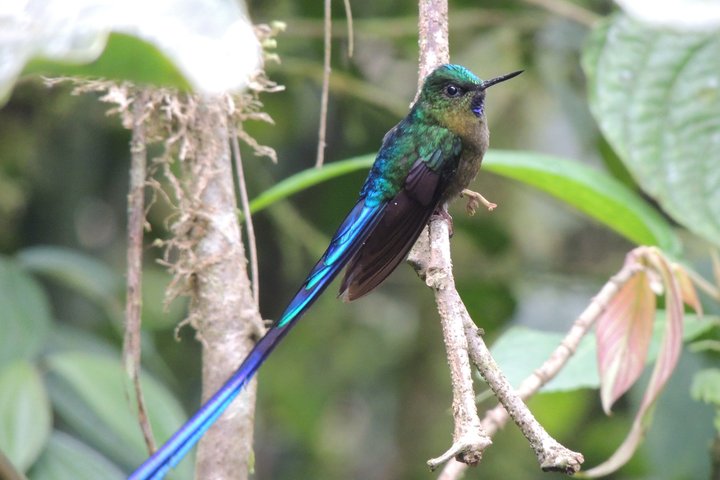 Private Mindo Cloud Forest day tour from Quito, Ecuador, featuring hummingbirds, waterfalls, and cable car views, photo 6 | wizardtrip