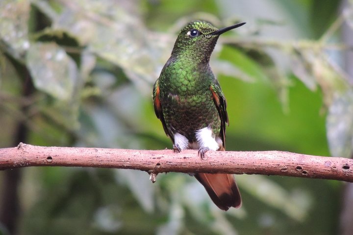 Private Mindo Cloud Forest day tour from Quito, Ecuador, featuring hummingbirds, waterfalls, and cable car views, photo 11 | wizardtrip