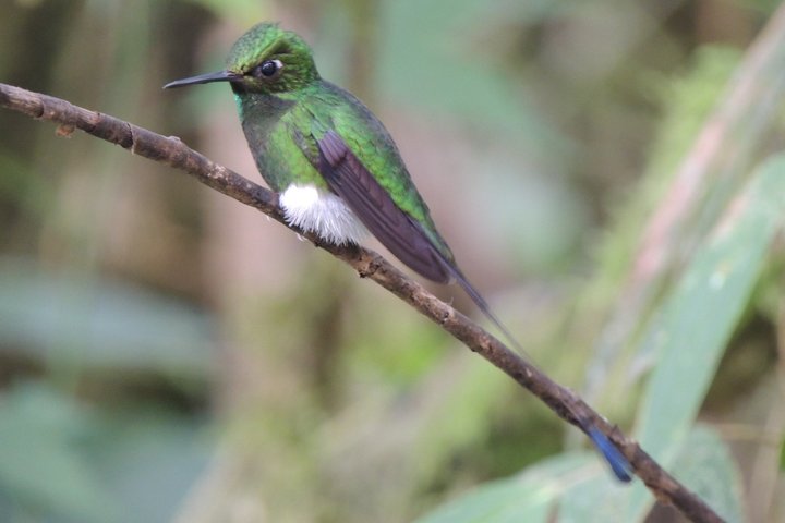 Private Mindo Cloud Forest day tour from Quito, Ecuador, featuring hummingbirds, waterfalls, and cable car views, photo 15 | wizardtrip