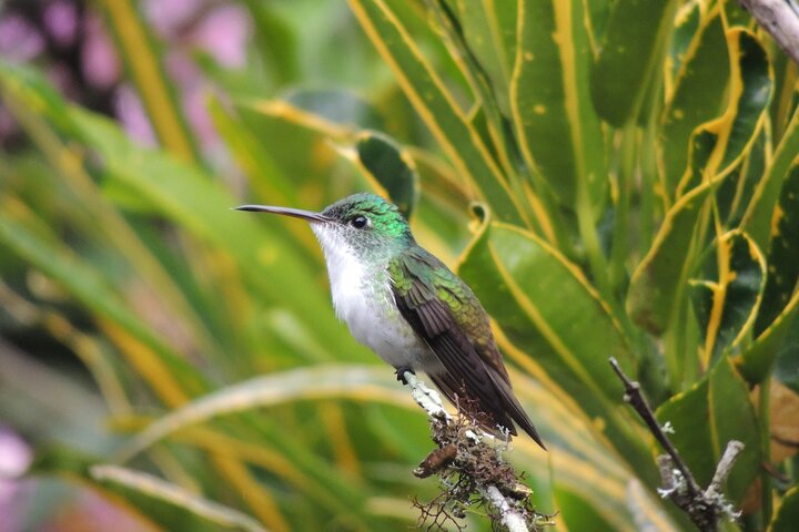 Private Mindo Cloud Forest day tour from Quito, Ecuador, featuring hummingbirds, waterfalls, and cable car views, photo 18 | wizardtrip