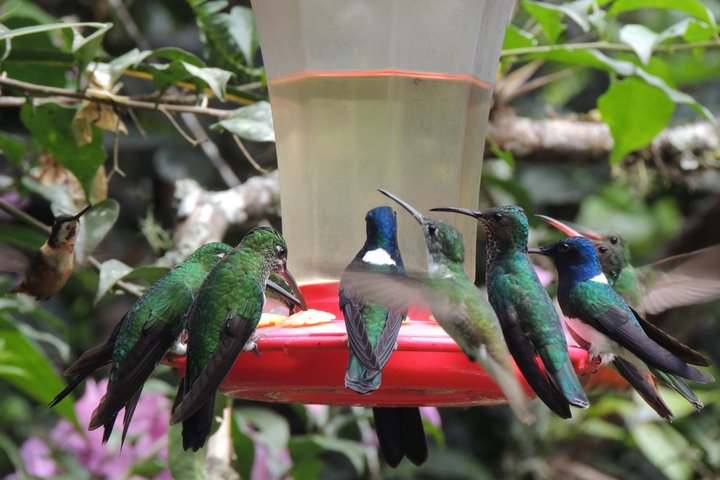Private Mindo Cloud Forest day tour from Quito, Ecuador, featuring hummingbirds, waterfalls, and cable car views, photo 34 | wizardtrip