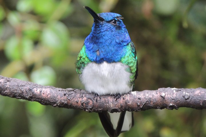 Private Mindo Cloud Forest day tour from Quito, Ecuador, featuring hummingbirds, waterfalls, and cable car views, photo 41 | wizardtrip