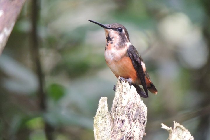 Private Mindo Cloud Forest day tour from Quito, Ecuador, featuring hummingbirds, waterfalls, and cable car views, photo 42 | wizardtrip