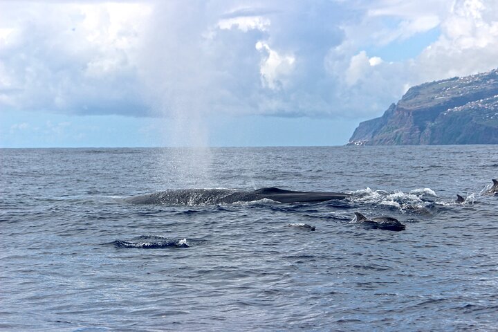 Calheta | wizardtrip