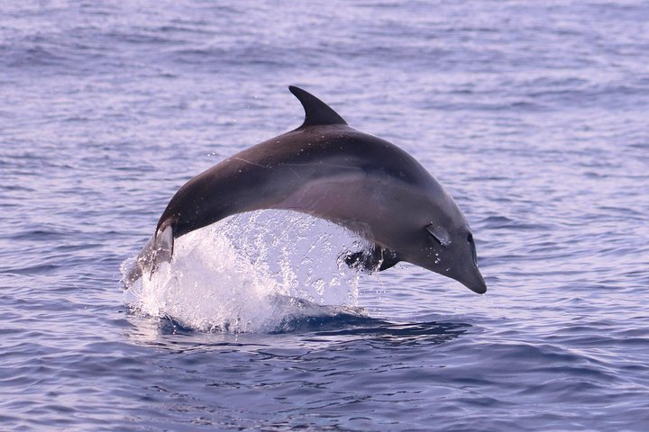 Val- och delfinsafari med RIB-båt i Calheta, Madeira, foto 6 | wizardtrip