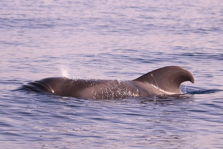 Val- och delfinsafari med RIB-båt i Calheta, Madeira, foto 7 | wizardtrip
