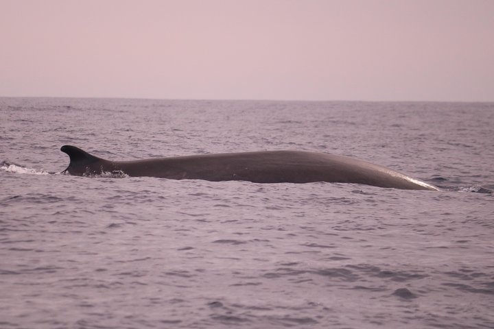 Val- och delfinsafari med RIB-båt i Calheta, Madeira, foto 8 | wizardtrip