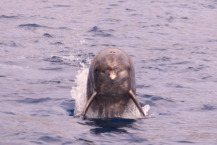Val- och delfinsafari med RIB-båt i Calheta, Madeira, foto 9 | wizardtrip