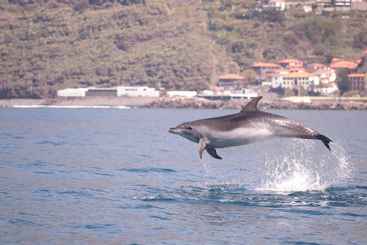 Val- och delfinsafari med RIB-båt i Calheta, Madeira, foto 12 | wizardtrip