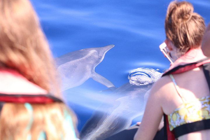 Val- och delfinsafari med RIB-båt i Calheta, Madeira, foto 13 | wizardtrip