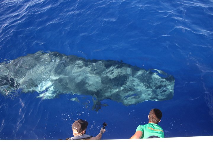 Val- och delfinsafari med RIB-båt i Calheta, Madeira, foto 14 | wizardtrip